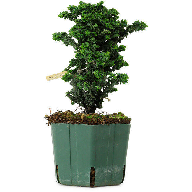 Chamaecyparis obtusa Sekka Hinoki, 17 cm, ± 12 years old