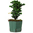 Chamaecyparis obtusa Sekka Hinoki, 17 cm, ± 12 years old