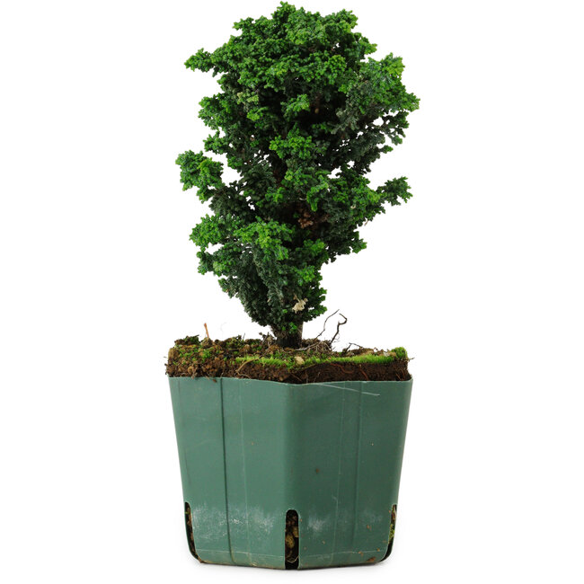 Chamaecyparis obtusa Sekka Hinoki, 17 cm, ± 12 years old