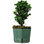 Chamaecyparis obtusa Sekka Hinoki, 17 cm, ± 12 years old