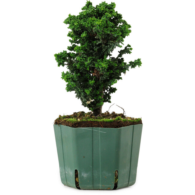 Chamaecyparis obtusa Sekka Hinoki, 17 cm, ± 12 years old