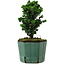 Chamaecyparis obtusa Sekka Hinoki, 17 cm, ± 12 years old