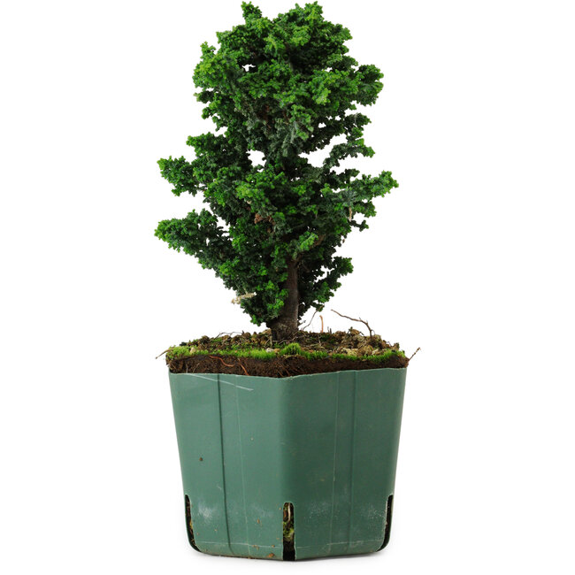 Chamaecyparis obtusa Sekka Hinoki, 17 cm, ± 12 years old