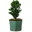 Chamaecyparis obtusa Sekka Hinoki, 17 cm, ± 12 years old