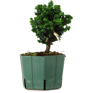 Chamaecyparis obtusa Sekka Hinoki, 14 cm, ± 12 Jahre alt