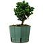 Chamaecyparis obtusa Sekka Hinoki, 14 cm, ± 12 años