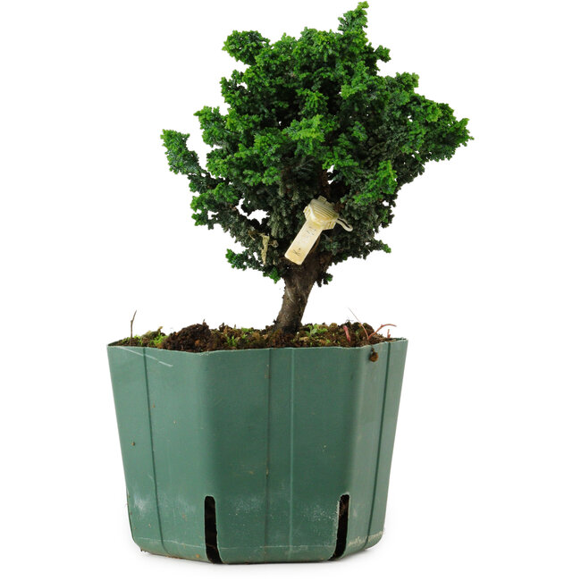 Chamaecyparis obtusa Sekka Hinoki, 14 cm, ± 12 years old