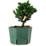 Chamaecyparis obtusa Sekka Hinoki, 14 cm, ± 12 Jahre alt