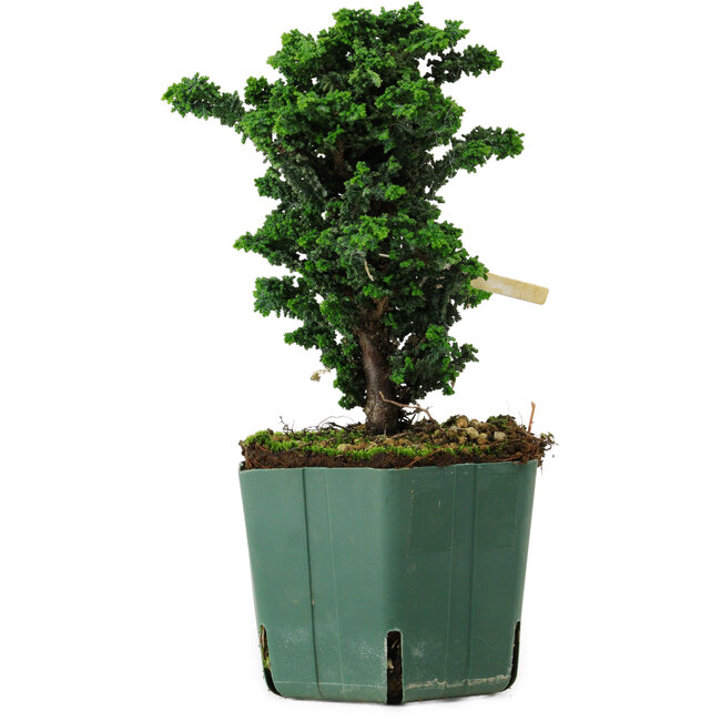 Chamaecyparis obtusa Sekka Hinoki, 17 cm, ± 12 years old