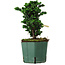 Chamaecyparis obtusa Sekka Hinoki, 17 cm, ± 12 years old