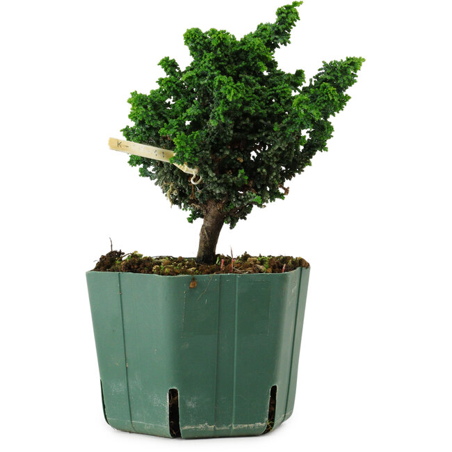 Chamaecyparis obtusa Sekka Hinoki, 14 cm, ± 12 Jahre alt