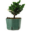 Chamaecyparis obtusa Sekka Hinoki, 14 cm, ± 12 jaar oud