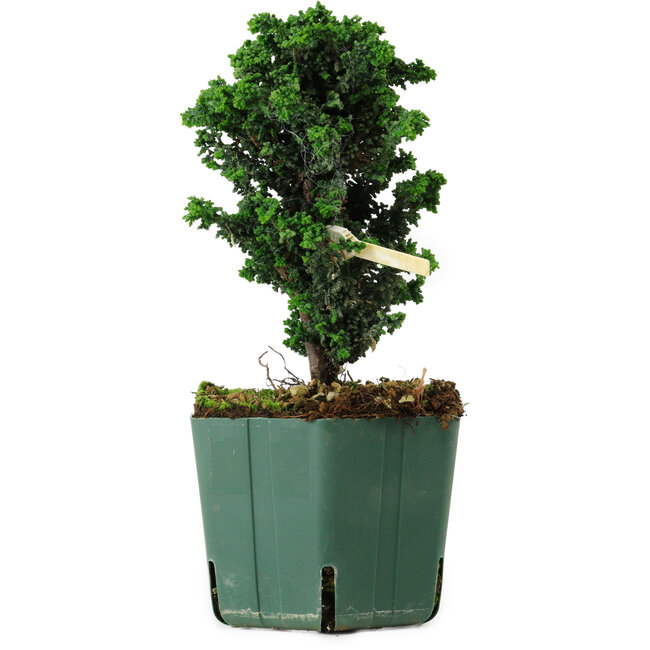 Chamaecyparis obtusa Sekka Hinoki, 17 cm, ± 12 years old