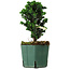 Chamaecyparis obtusa Sekka Hinoki, 17 cm, ± 12 years old