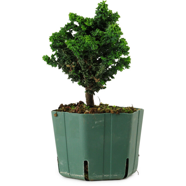 Chamaecyparis obtusa Sekka Hinoki, 14 cm, ± 12 Jahre alt
