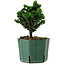 Chamaecyparis obtusa Sekka Hinoki, 14 cm, ± 12 jaar oud
