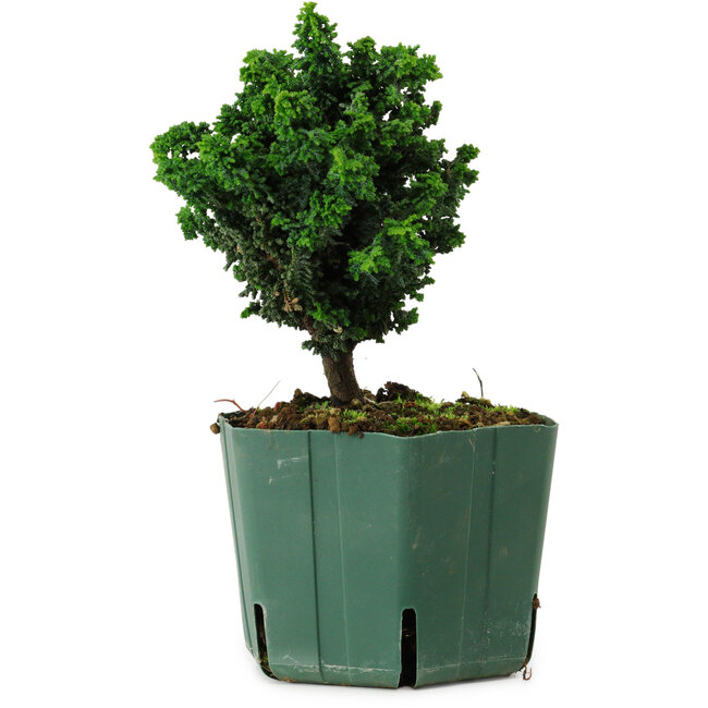 Chamaecyparis obtusa Sekka Hinoki, 14 cm, ± 12 años