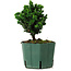 Chamaecyparis obtusa Sekka Hinoki, 14 cm, ± 12 ans