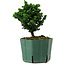 Chamaecyparis obtusa Sekka Hinoki, 14 cm, ± 12 años
