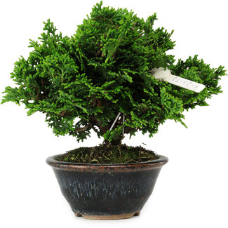 Chamaecyparis obtusa, 14 cm, ± 10 jaar oud