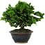 Chamaecyparis obtusa, 14 cm, ± 10 ans