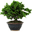 Chamaecyparis obtusa, 14 cm, ± 10 years old