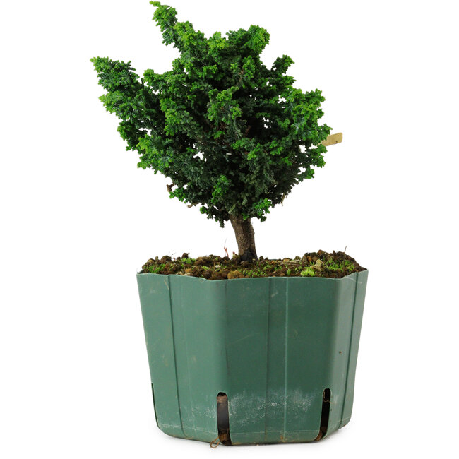 Chamaecyparis obtusa Sekka Hinoki, 14 cm, ± 12 years old