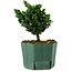 Chamaecyparis obtusa Sekka Hinoki, 14 cm, ± 12 años
