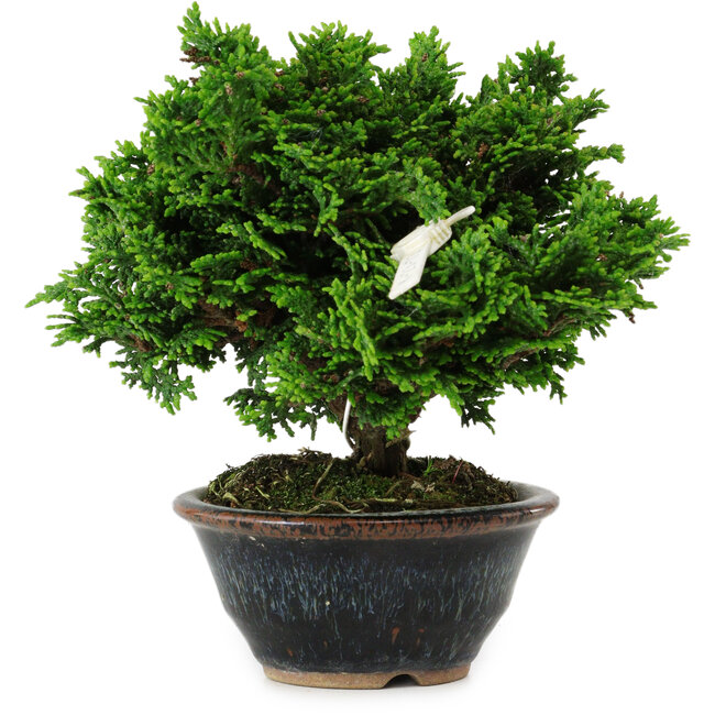 Chamaecyparis obtusa, 14 cm, ± 10 years old