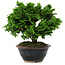 Chamaecyparis obtusa, 14 cm, ± 10 años