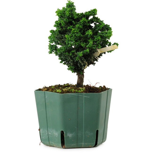 Chamaecyparis obtusa Sekka Hinoki, 14 cm, ± 12 years old