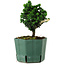 Chamaecyparis obtusa Sekka Hinoki, 14 cm, ± 12 jaar oud
