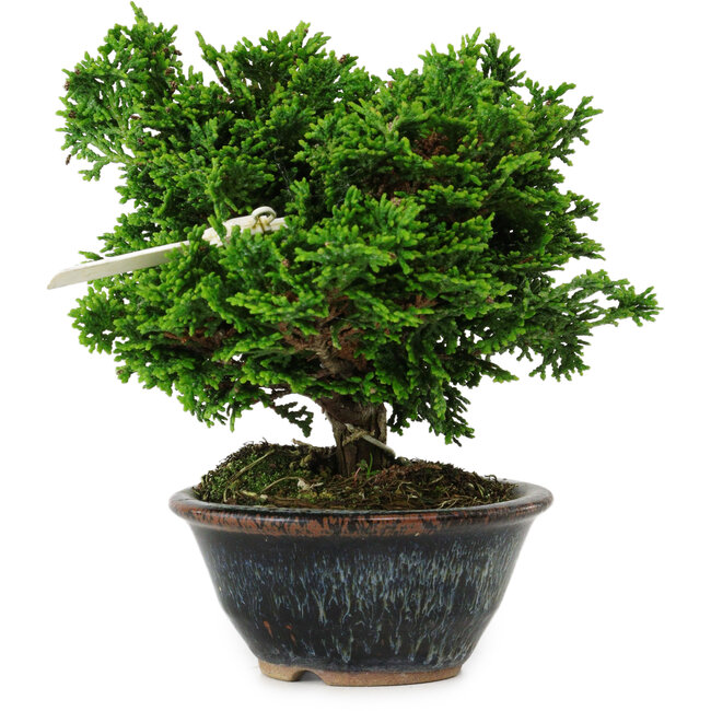 Chamaecyparis obtusa, 14 cm, ± 10 años