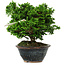 Chamaecyparis obtusa, 14 cm, ± 10 years old