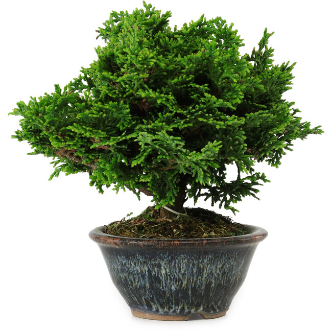 Chamaecyparis obtusa, 14 cm, ± 10 years old