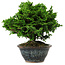 Chamaecyparis obtusa, 14 cm, ± 10 años