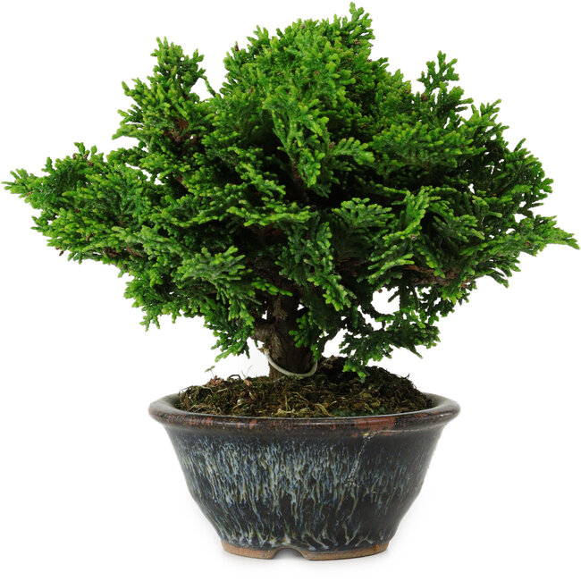 Chamaecyparis obtusa, 14 cm, ± 10 anni
