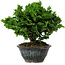 Chamaecyparis obtusa, 14 cm, ± 10 years old