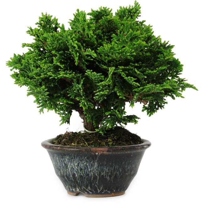 Chamaecyparis obtusa, 14 cm, ± 10 years old