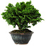 Chamaecyparis obtusa, 14 cm, ± 10 Jahre alt