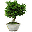 Chamaecyparis obtusa, 14 cm, ± 10 Jahre alt