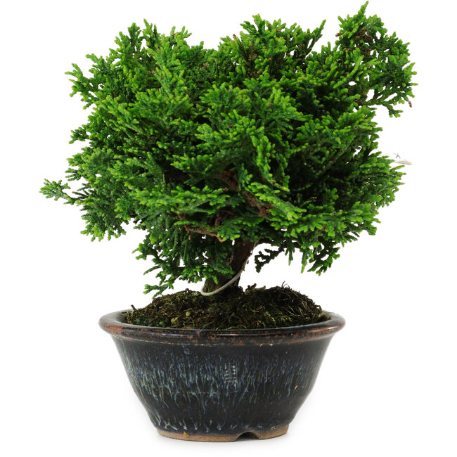 Chamaecyparis obtusa, 14 cm, ± 10 anni