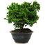 Chamaecyparis obtusa, 14 cm, ± 10 anni