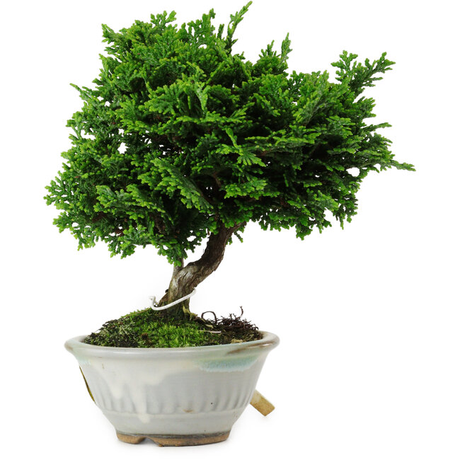 Chamaecyparis obtusa, 14 cm, ± 10 Jahre alt