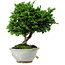 Chamaecyparis obtusa, 14 cm, ± 10 years old