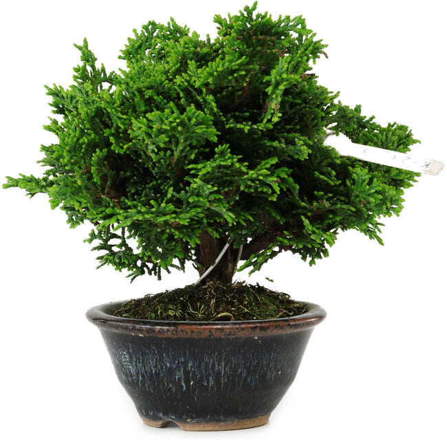 Chamaecyparis obtusa, 14 cm, ± 10 anni