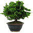 Chamaecyparis obtusa, 14 cm, ± 10 ans