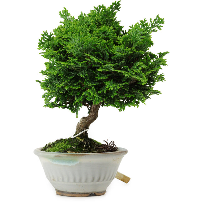 Chamaecyparis obtusa, 14 cm, ± 10 años