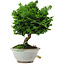 Chamaecyparis obtusa, 14 cm, ± 10 years old