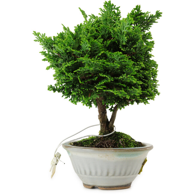 Chamaecyparis obtusa, 14 cm, ± 10 years old